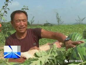 吃瓜求助,揭秘网络舆论背后的真相