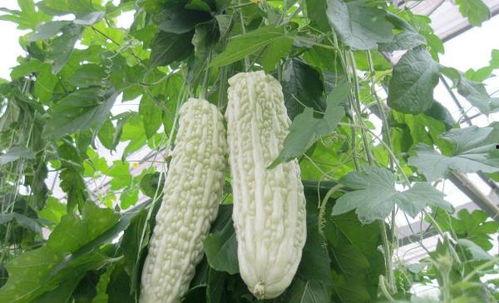 吃十个亿瓜,揭秘吃十个亿瓜的惊人故事