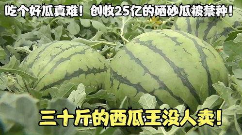 吃十个亿瓜,揭秘吃十个亿瓜的惊人故事