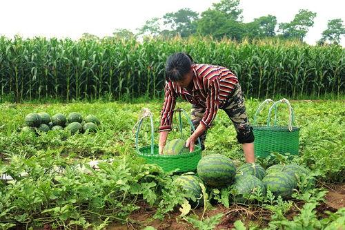 瓜农瓜地吃瓜,甜蜜的收获与生活的滋味