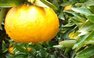 小瓜和橘子能一起吃吗,揭秘能否共食的饮食奥秘