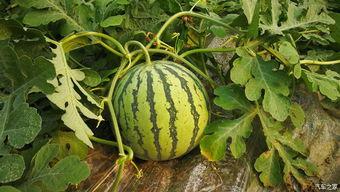 睢宁哪里能摘瓜吃