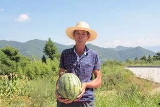 吃瓜群众趴在树上,揭秘网络围观背后的故事