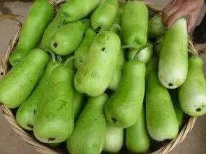 吃葫芦瓜便秘,揭秘葫芦瓜如何缓解便秘困扰