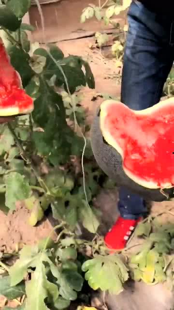 黑皮冬天瓜怎么吃,多样吃法解锁冬季健康营养  第2张