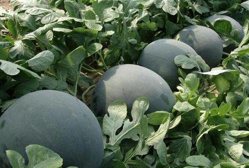 黑皮冬天瓜怎么吃,多样吃法解锁冬季健康营养  第3张