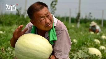 吃瓜群众挑瓜技巧,瓜界达人教你轻松挑出完美瓜果  第3张