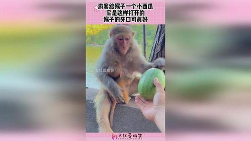小猴子吃小瓜