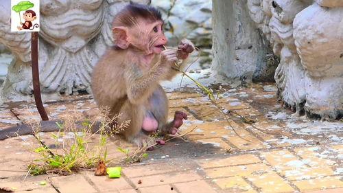 小猴子吃小瓜 第3张 小猴子吃小瓜 第3张