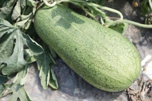 玉玉吃瓜,揭秘娱乐圈幕后故事