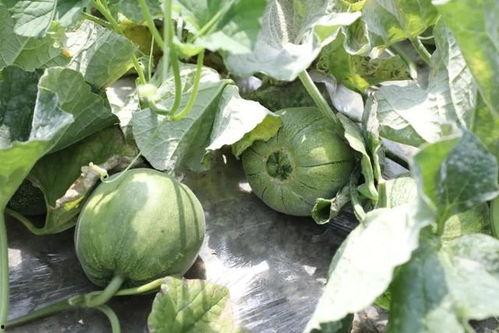 玉玉吃瓜,揭秘娱乐圈幕后故事 第2张 玉玉吃瓜,揭秘娱乐圈幕后故事 第2张