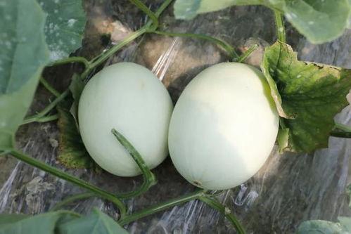 玉玉吃瓜,揭秘娱乐圈幕后故事 第3张 玉玉吃瓜,揭秘娱乐圈幕后故事 第3张