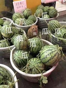 实锤还是吃瓜,揭秘网络舆论背后的真相 第3张 实锤还是吃瓜,揭秘网络舆论背后的真相 第3张