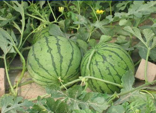 吃瓜故事超长  第3张