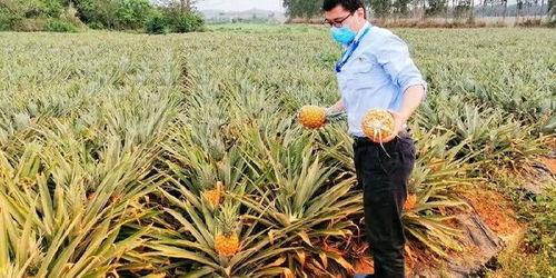 海南机场吃瓜,吃瓜群众的味蕾之旅