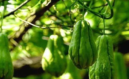 拳头瓜可以吃吗?,美味还是禁忌？探究其可食用性