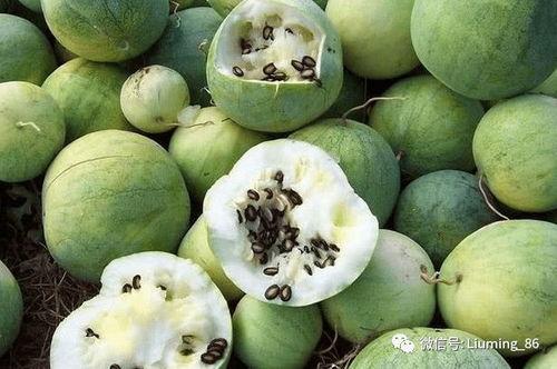 拳头瓜可以吃吗?,美味还是禁忌？探究其可食用性  第2张