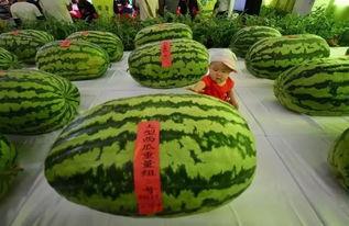 京城吃瓜,揭秘京城美食圈的那些事儿  第3张