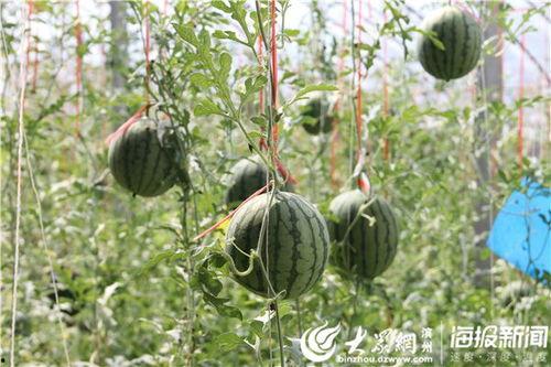 西青中北吃瓜事件视频,一场网络热议的真相揭秘  第1张