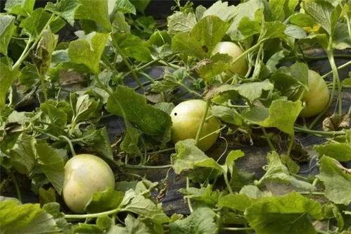 吃瓜的果肉,揭秘吃瓜果肉的奥秘与魅力  第1张