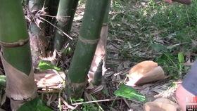 大伯吃瓜,一场关于乡村生活的温馨回忆  第1张