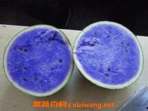 紫瓜怎样吃  第2张