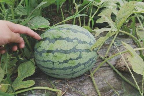 松江最新吃瓜  第3张