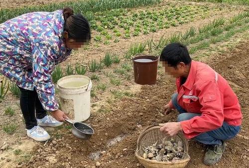 农村小公婆吃瓜,共享田园生活乐趣  第2张