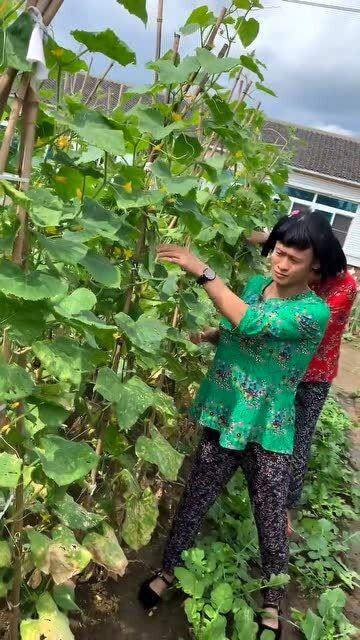 二婶子吃瓜,揭秘家庭琐事背后的温馨故事